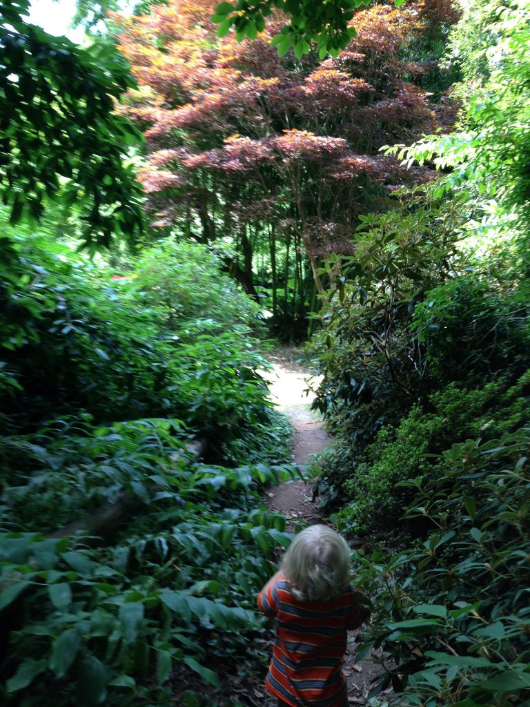 Wandering through a Stanley Park path with the boy.